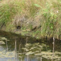 Marsh Frog